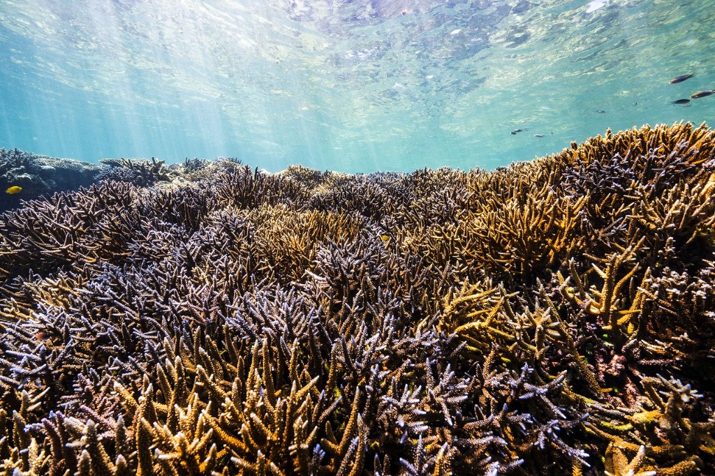海中の珊瑚礁