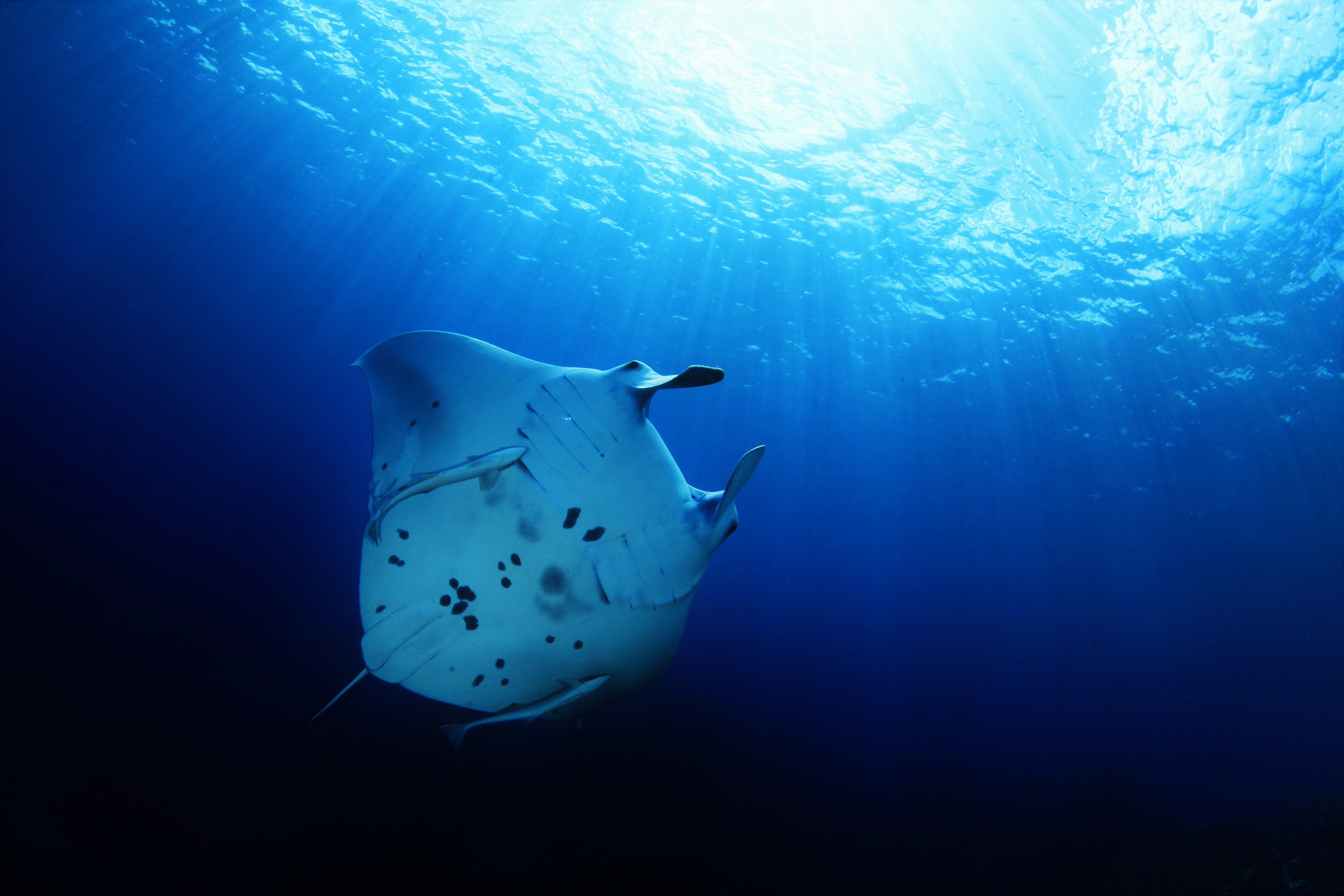 MANTA RAY