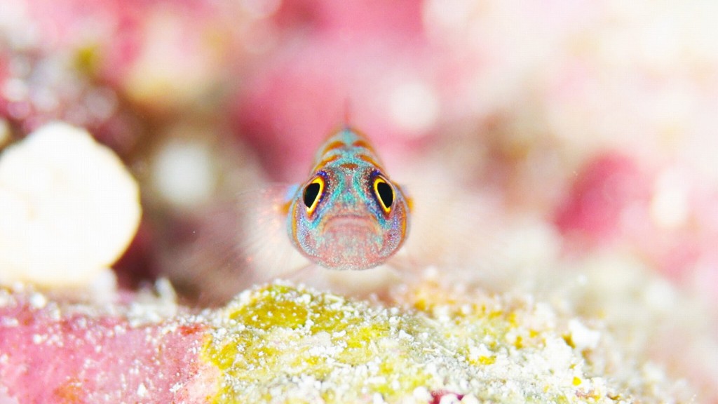 UNIQUE CREATURES